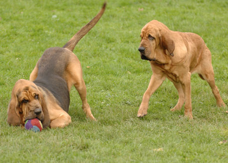 Its my ball......and youre not having it!